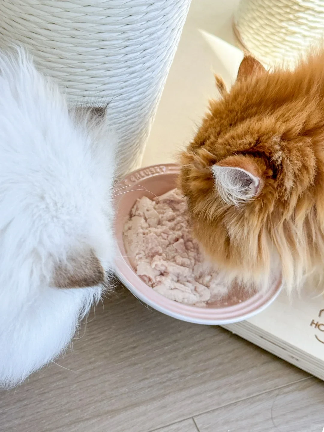 Top-down view of a white fluffy cat and an orange fluffy cat leaning over a pink ceramic bowl filled with pale sous-vide meat puree.
