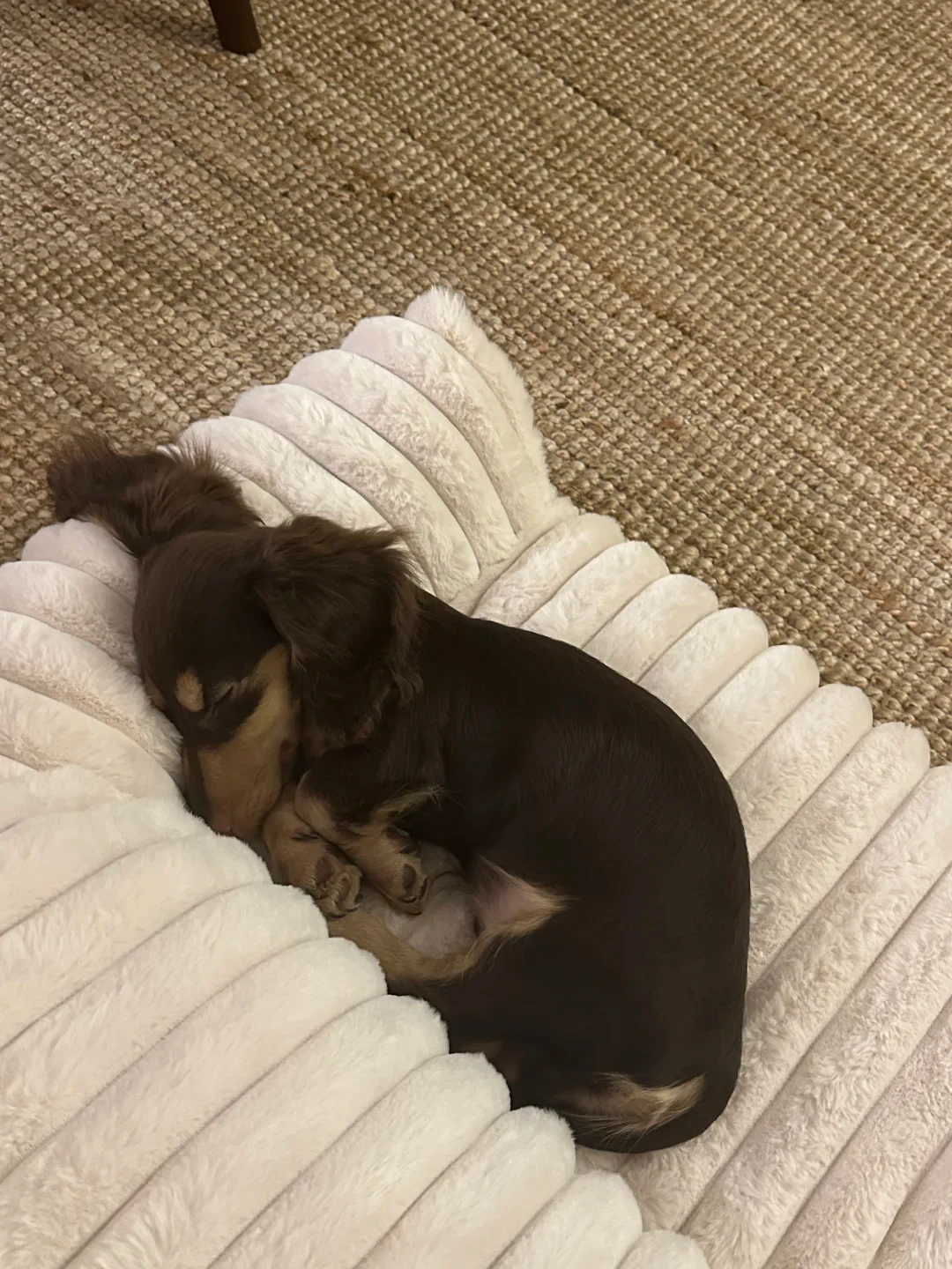 A chocolate and tan miniature dachshund puppy curled up asleep on a white, ribbed plush cushion placed on a woven rug.
