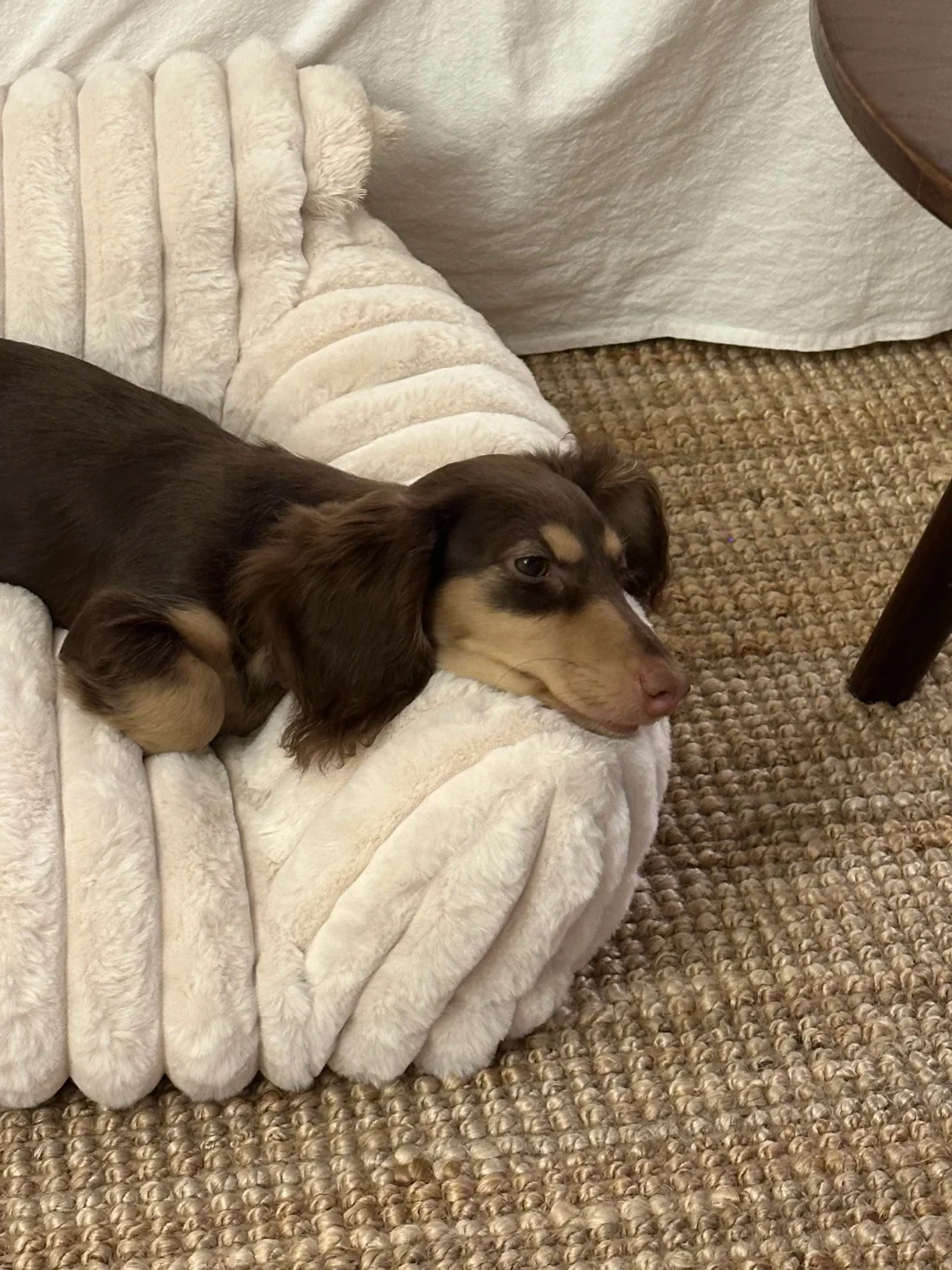 A brown and tan longhaired dachshund resting its head on the raised edge of a soft cream-colored ribbed dog bed on a woven rug.