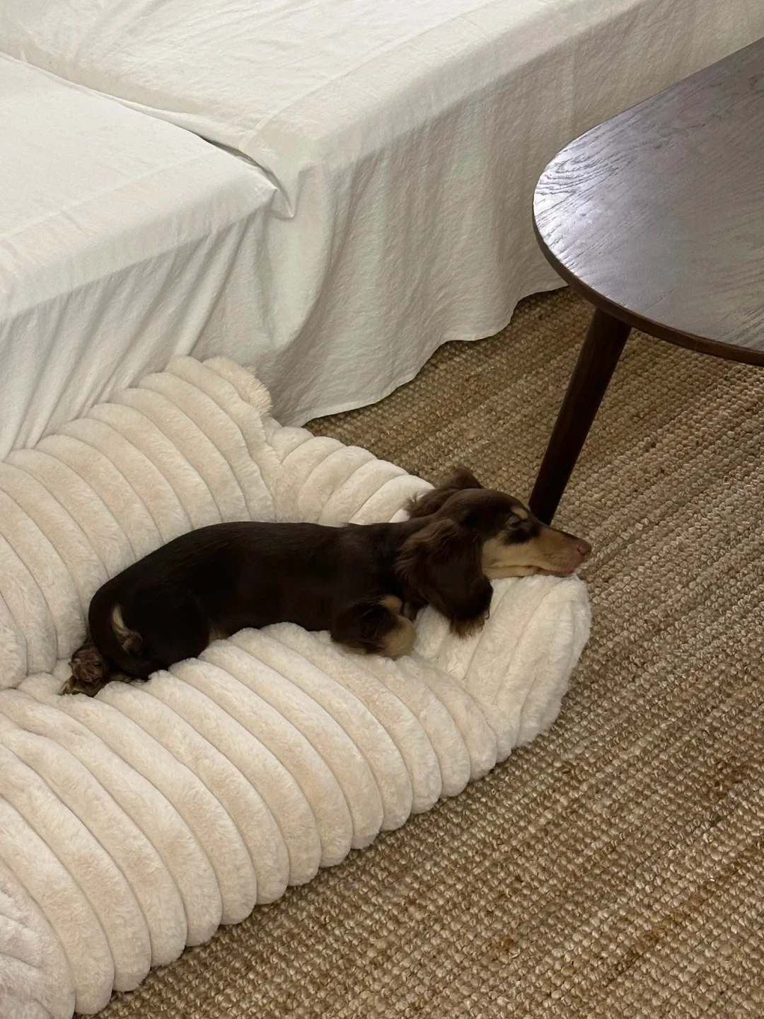 A long-haired brown and tan dachshund resting comfortably on a plush, cream-colored ribbed pet bed placed on a woven rug next to a white couch.