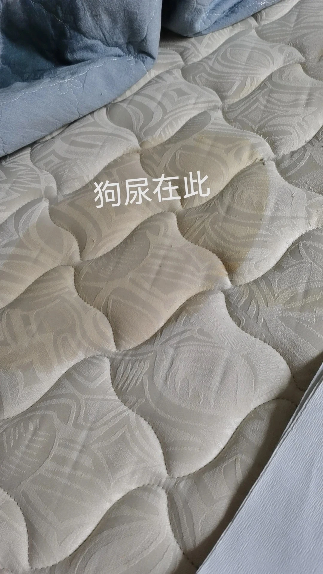 The mattress area the owner identifies as the dog-urine spot.