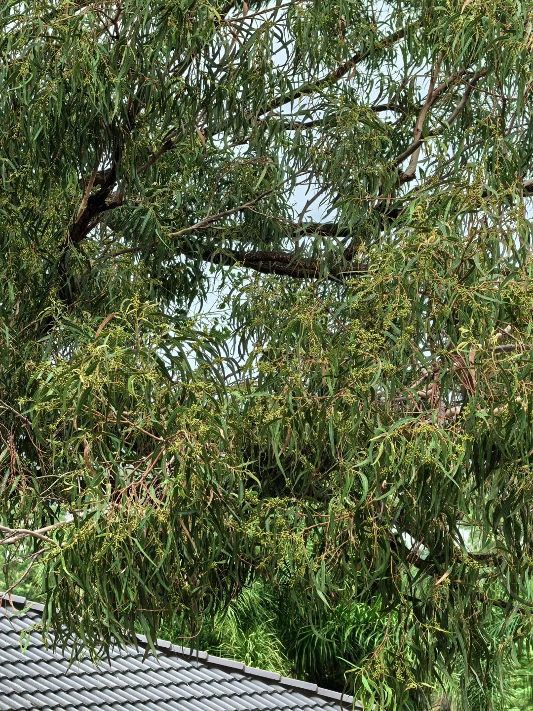 Dense eucalyptus branches with narrow green leaves and many small clustered seed pods above a tiled roof.