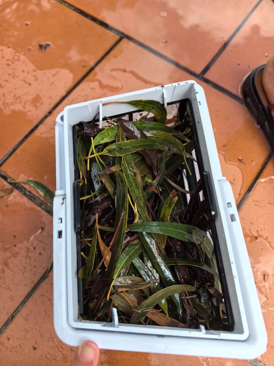 Top-down view of a white plastic pool cleaner filter basket packed full of wet, long leaves and debris on wet terracotta outdoor tiles.