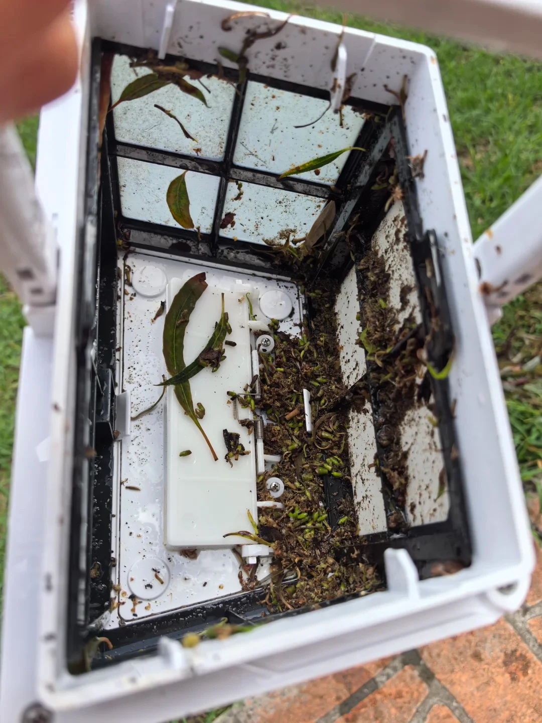 Top-down view into the opened white plastic filter canister of a pool cleaner, showing collected pool debris including small seeds, wet leaves, and fine dirt particles trapped inside.
