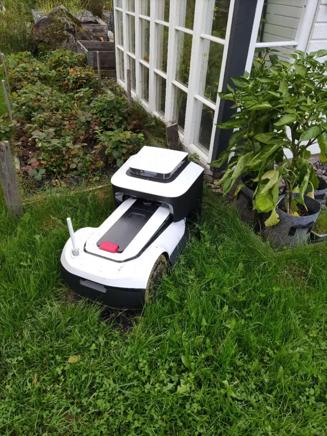 A white and black robotic lawn mower docked in its charging base on a grassy lawn next to a white-framed greenhouse and potted plants.