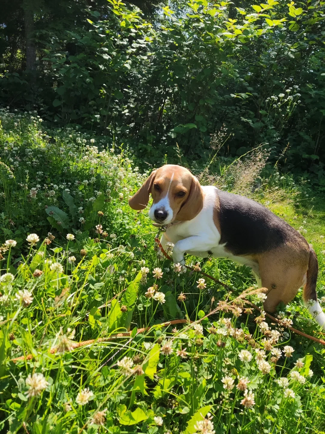 A tricolor beagle stands in a lush green meadow filled with white clover flowers, with one front paw raised as it explores under bright sunlight with dense foliage in the background.