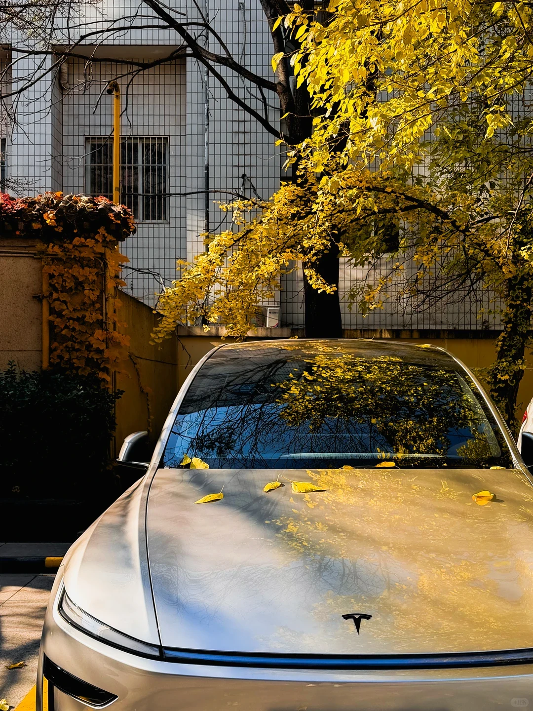 A silver Tesla is parked beneath a tree with bright yellow autumn leaves, which are scattered across the hood and reflected in the windshield. A tiled building stands behind it.