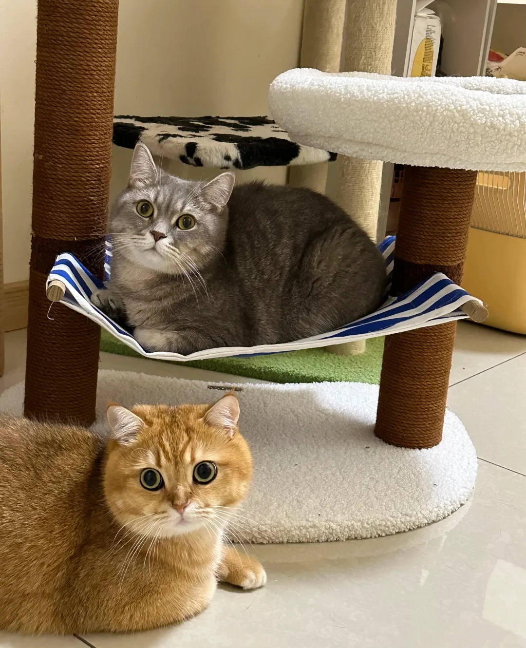 A grey tabby cat rests inside a small blue and white striped hammock attached to a cat tree, while a golden tabby cat sits in the foreground on the tiled floor looking toward the camera.