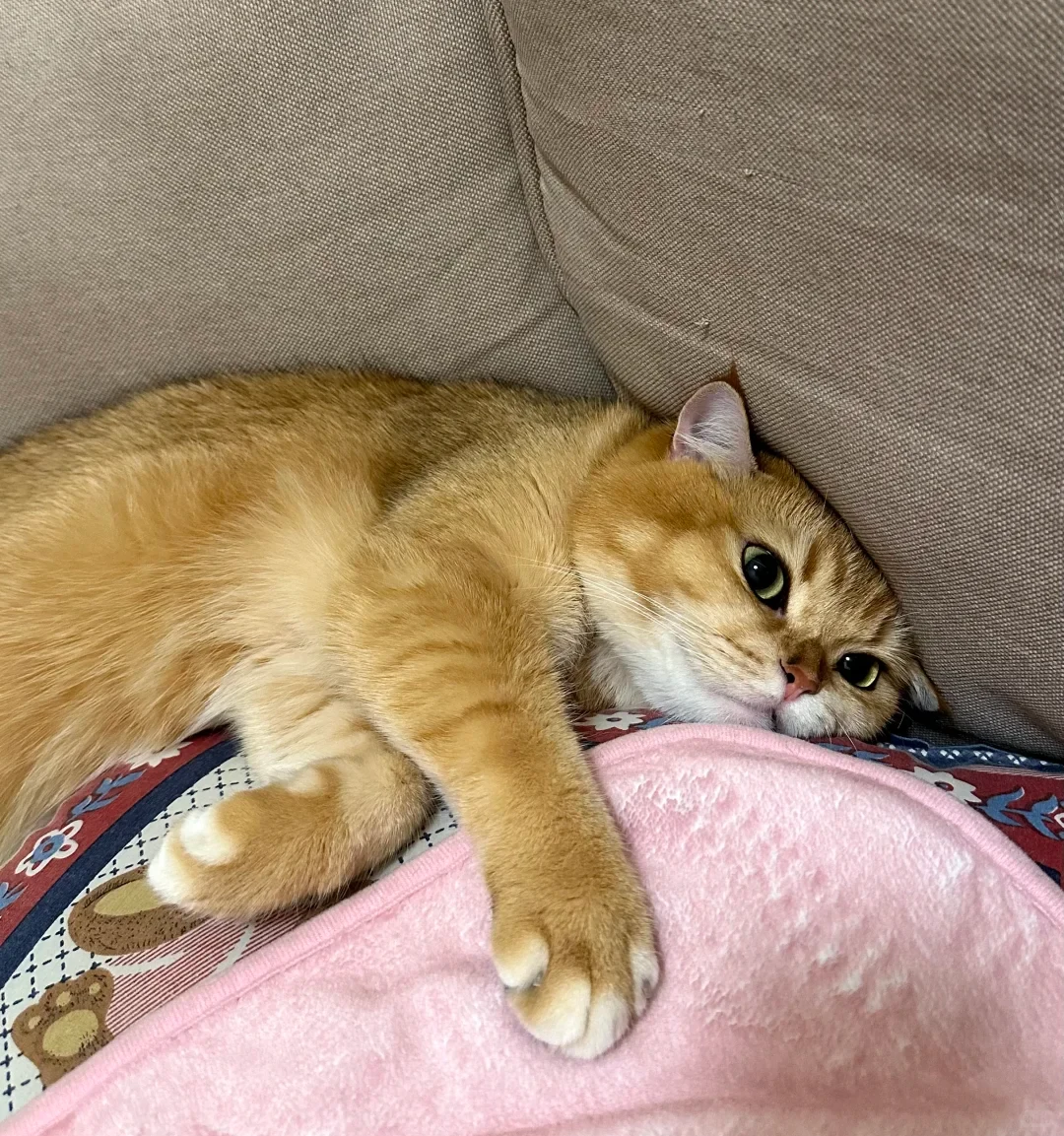 An orange cat squeezed snugly between beige couch cushions, resting its paws over a soft pink blanket.