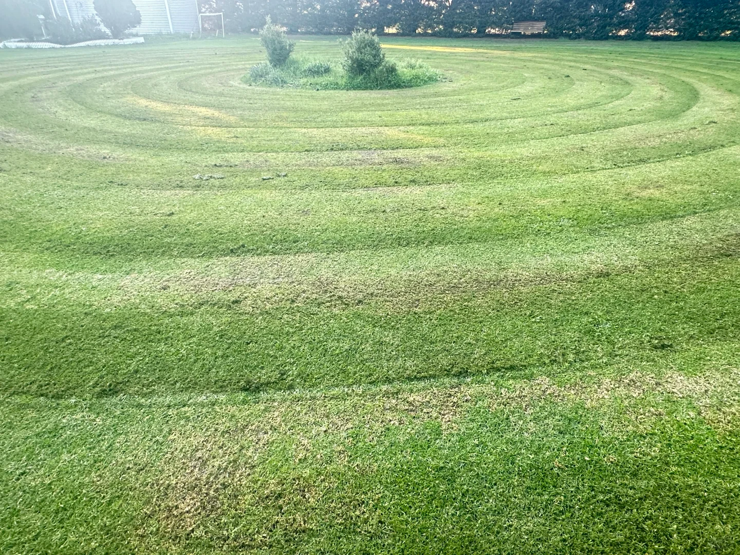 A wide, green lawn mowed into concentric circular patterns radiating outward from a small patch of uncut shrubs and taller grass at the center. Dense hedges, trees, a wooden bench, and a fence border the far edge of the field.