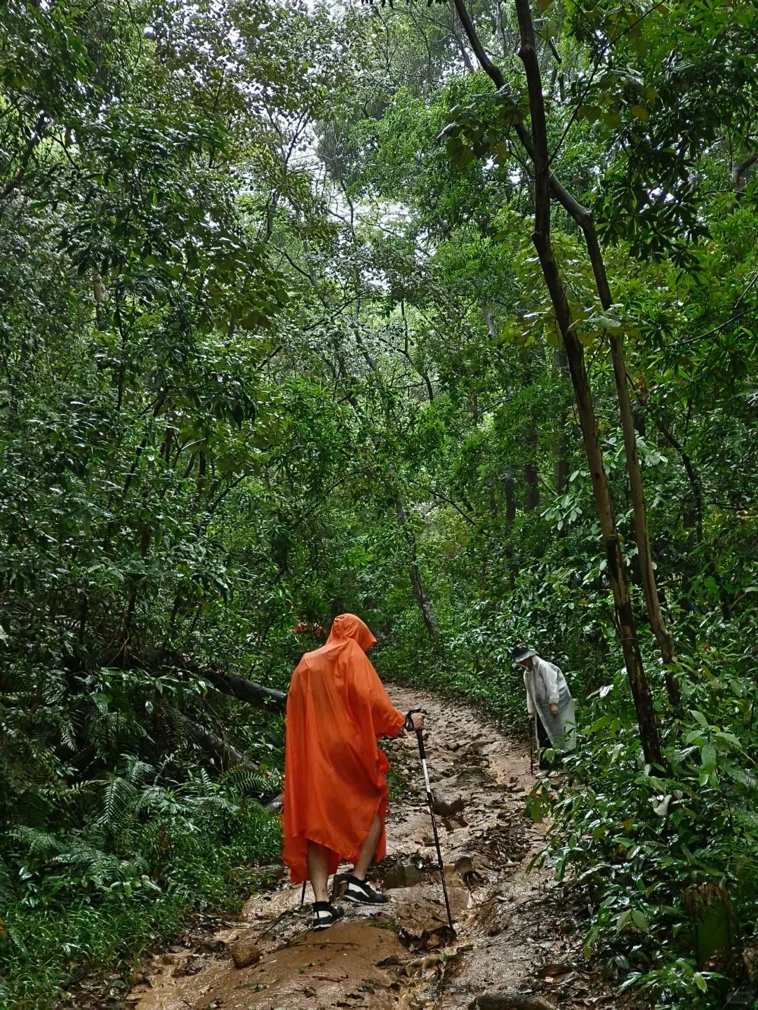 A hiker wearing an orange rain poncho uses trekking poles while ascending a muddy, rocky trail through a dense forest, with another hiker in a light-colored raincoat visible ahead on the path.