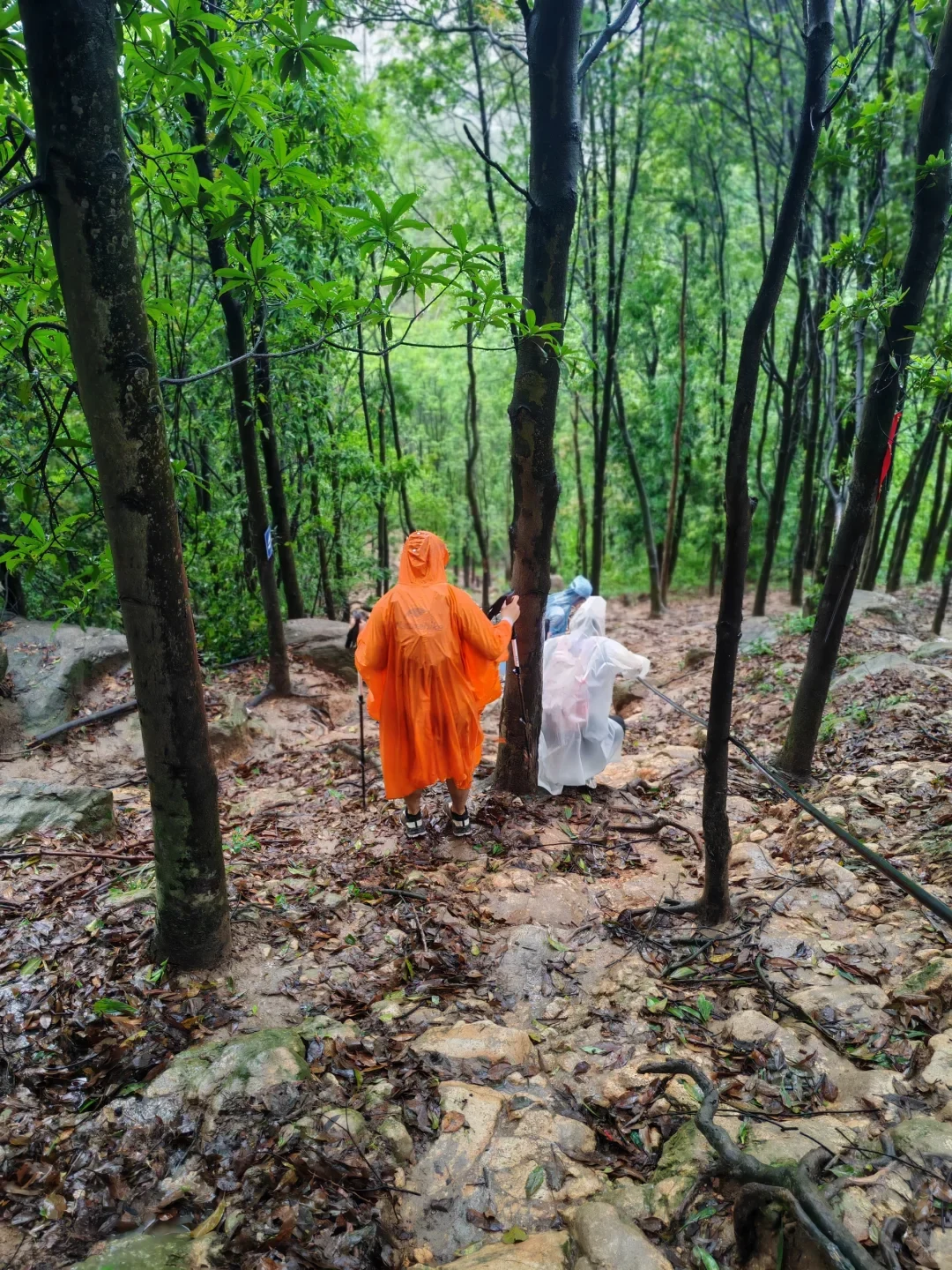 Hikers wearing rain ponchos descend a muddy, rocky forest trail surrounded by lush green trees on a rainy day.