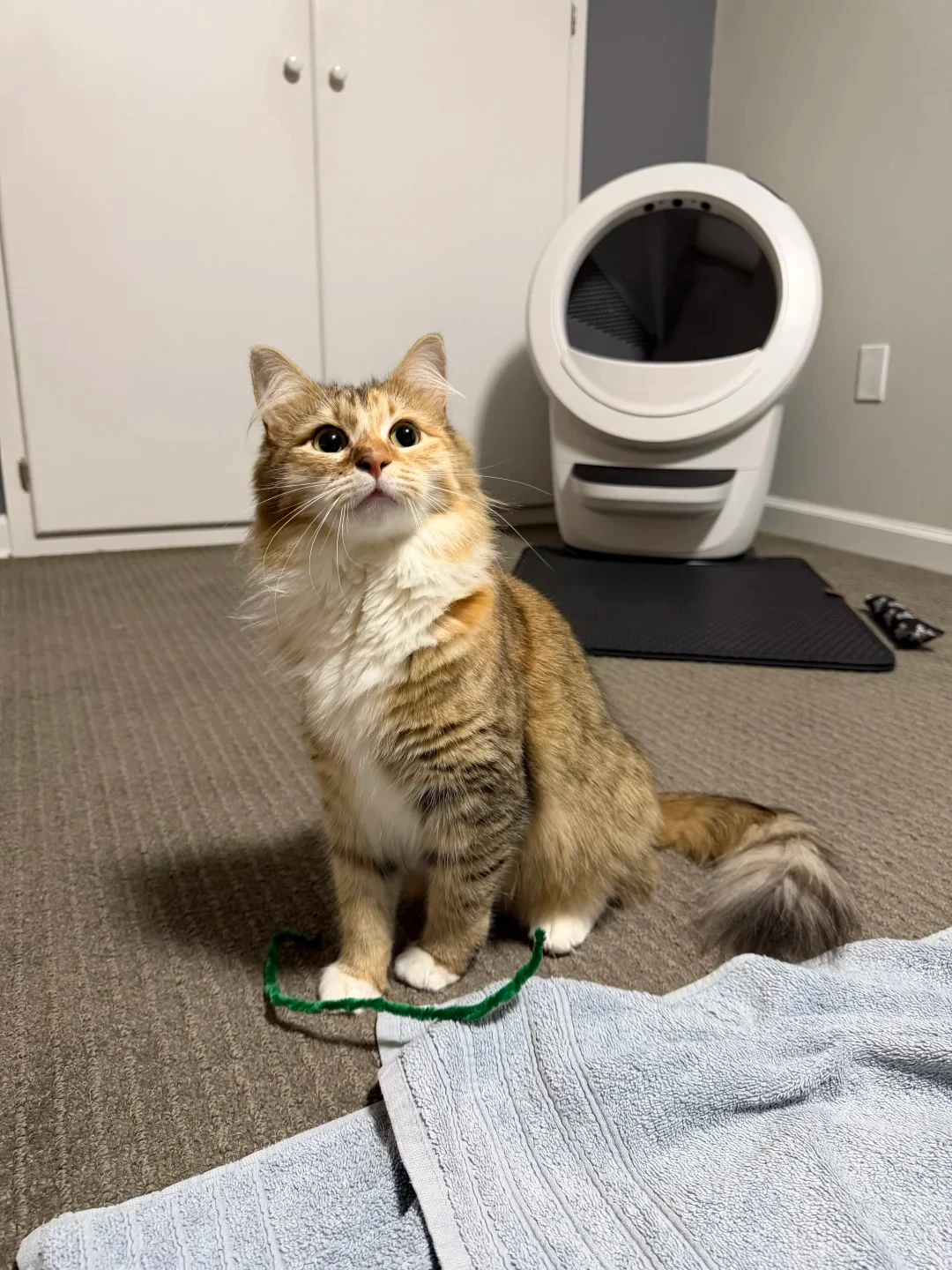 A fluffy tabby-and-white cat sitting on a carpeted floor looking upward, with a white Litter-Robot 4 automatic litter box positioned against the wall behind it.