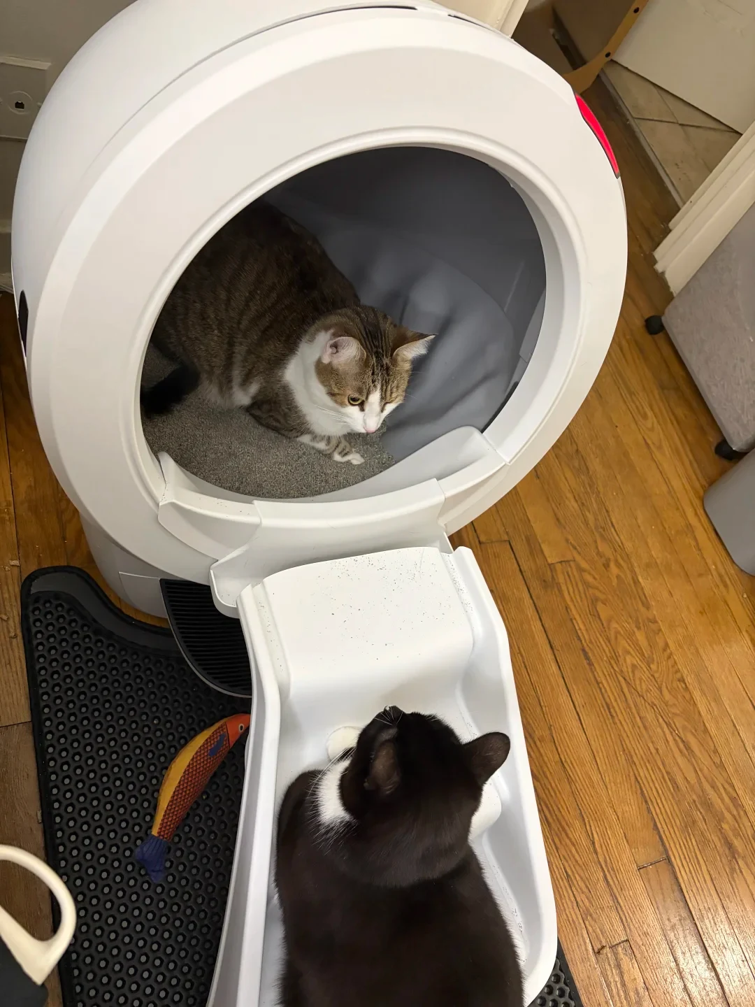 A high-angle view of a large white spherical automatic litter box placed on a wooden floor. Inside the litter box, a brown tabby and white cat crouches on the grey cat litter. Outside, a black-and-white tuxedo cat sits on the attached entry ramp looking toward the interior. A black textured litter mat with a small fish toy lies beside the ramp on the floor.