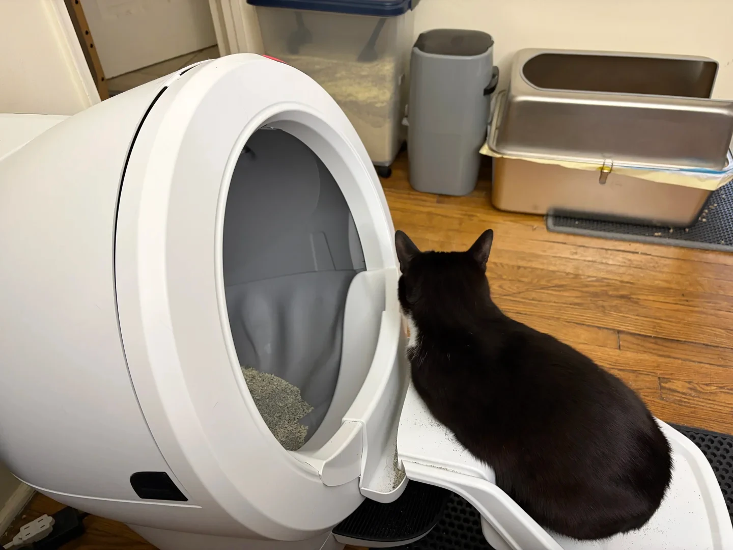 A black cat sits on the ramp of a white automatic globe-style cat litter box, looking inside at the grey litter. In the background on the hardwood floor sits a stainless steel litter box and storage containers.
