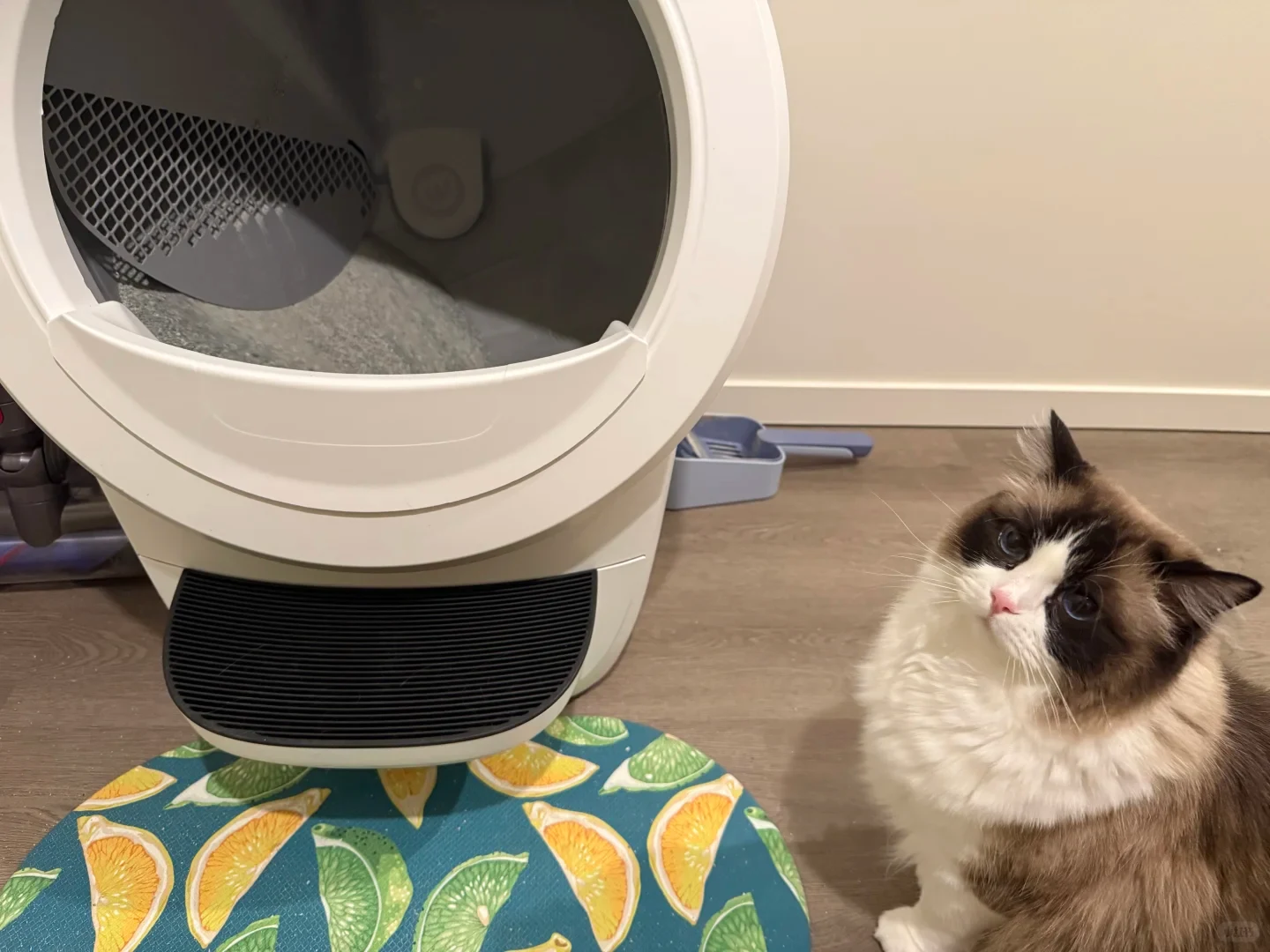 A white automatic cat litter box sits on a wooden floor next to a colorful mat printed with citrus slices. On the right, a fluffy seal point Ragdoll cat sits looking up curiously at the camera, while a small blue litter scoop lies on the floor behind the unit.