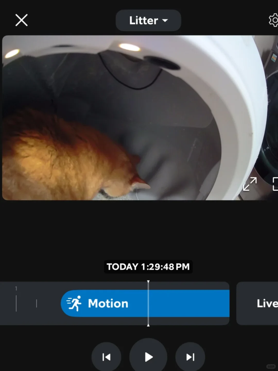 A pet monitoring app screen showing camera footage inside an automatic litter box, where an orange tabby cat is seen exploring the interior. Beneath the video frame is a playback interface with a timeline displaying a blue 'Motion' event recorded at 'TODAY 1:29:48 PM', along with media playback controls.