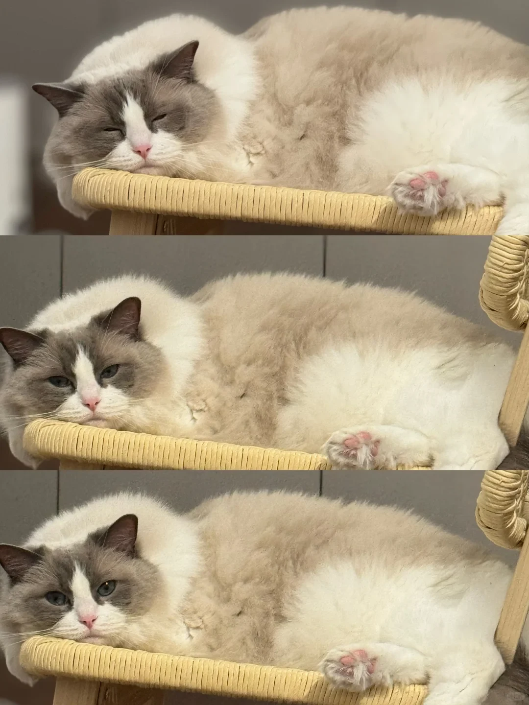 A three-panel vertical sequence of a fluffy bicolor Ragdoll cat lying on a woven wicker cat perch. In the top panel, the cat's eyes are nearly closed in sleep. In the middle panel, its eyes are half-open with a drowsy expression. In the bottom panel, its eyes are fully open as it stares directly at the camera.