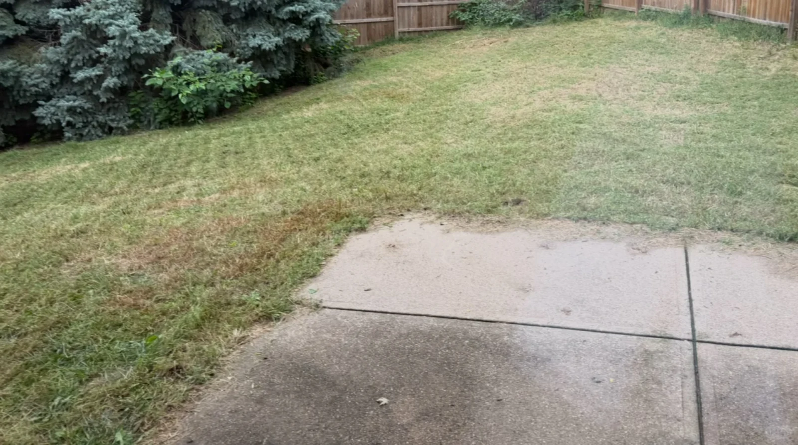 An outdoor backyard featuring a concrete patio slab in the foreground bordered by a grassy lawn with mowed patches, leading toward a wooden privacy fence and evergreen shrubs in the background.