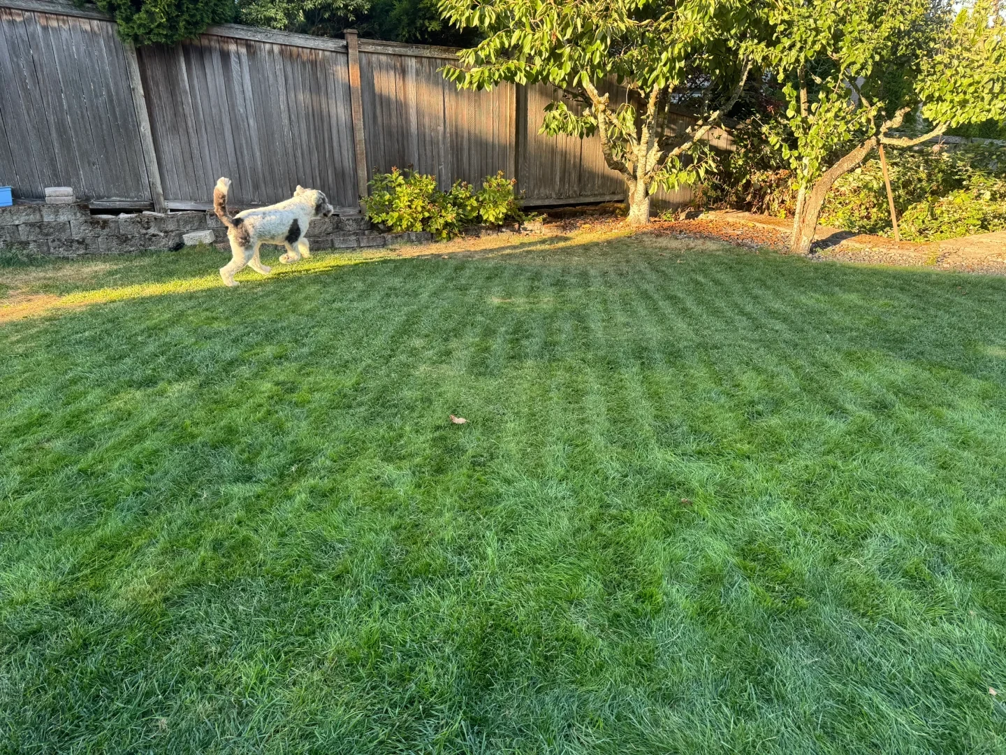 A fluffy white and grey dog running across a sunlit backyard lawn with visible mowing stripes in front of a wooden fence and small trees.