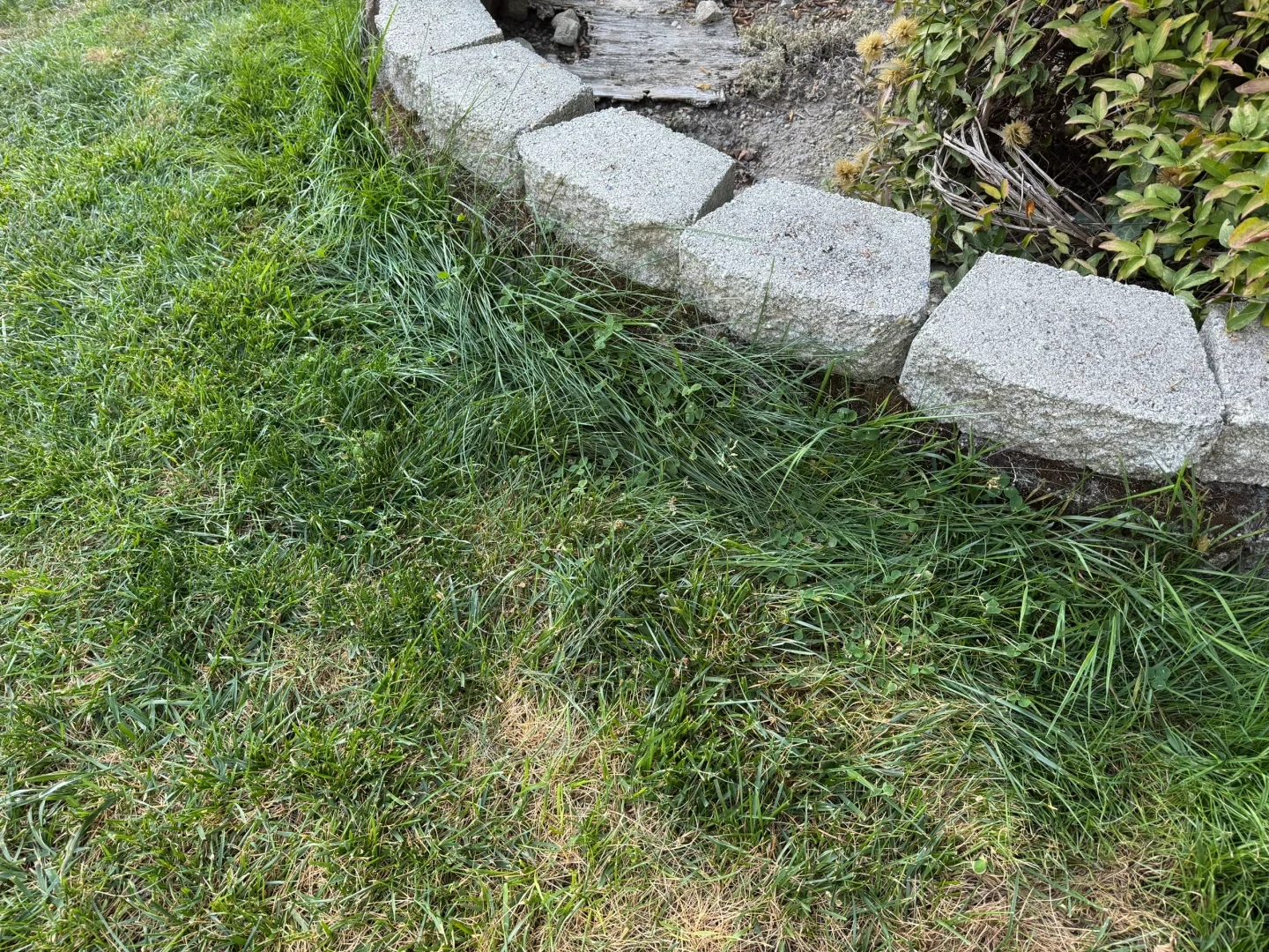 A close-up view of a curved garden edge bordered by light gray textured stone pavers. Tall green grass and clover grow thickly along the base of the stones on a lawn, while inside the bordered bed there is dry soil, a weathered piece of wood, and green shrubs.