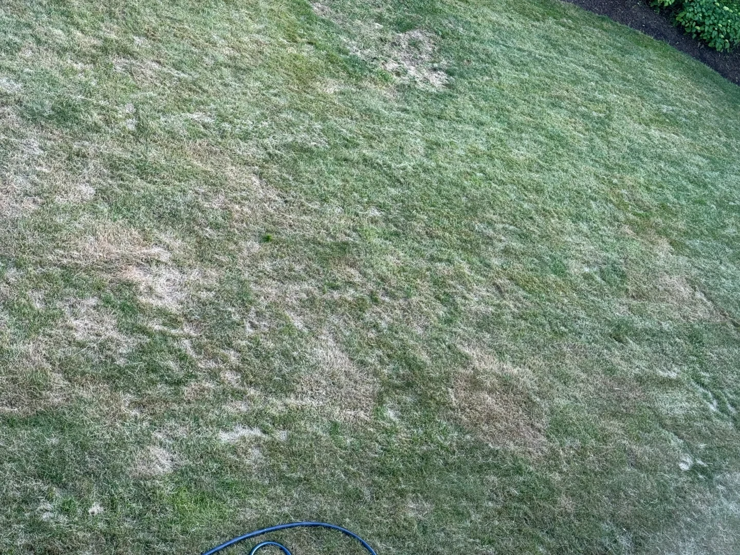 Top-down view of a backyard lawn with green and patchy dry grass, with a black cable curving at the bottom edge.