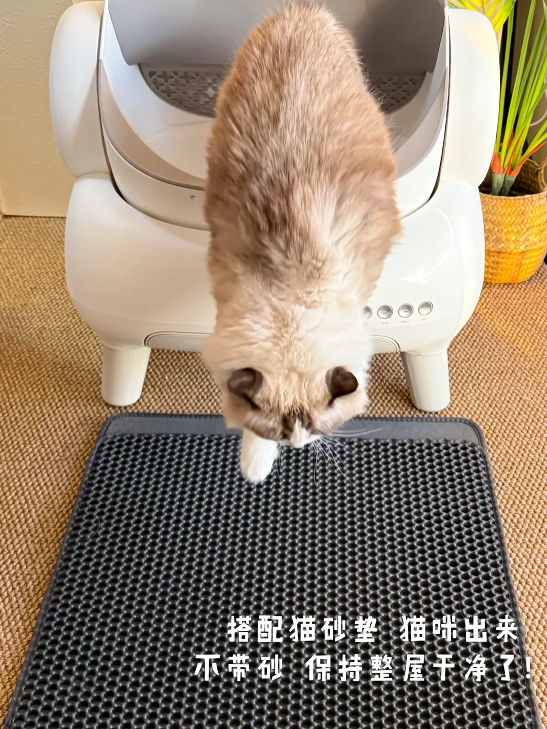 A fluffy cat stepping down from a modern white automatic litter box onto a dark gray textured cat litter mat placed on a woven floor.