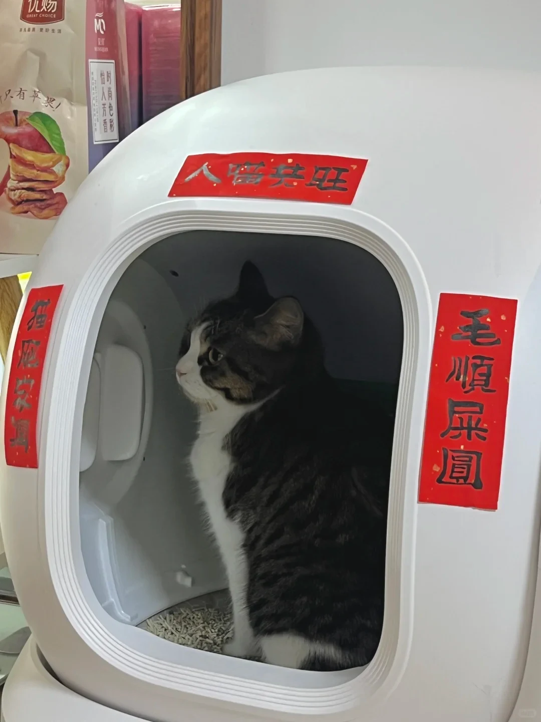 A tabby and white cat sitting inside an enclosed white cat litter box, decorated around the opening with miniature red Chinese Spring Festival couplet banners.