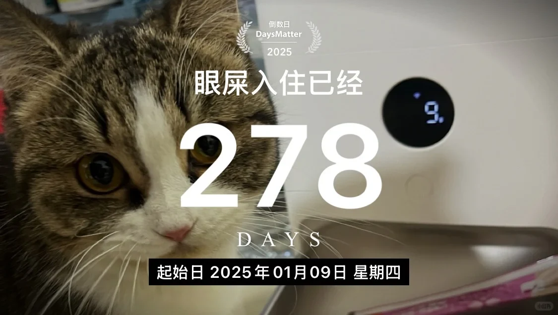 A source-post photograph of the cat in front of a PETKIT litter box, overlaid with a DaysMatter counter marking 278 days since the cat moved in.