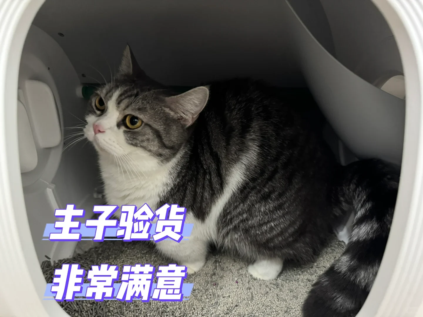 A grey and white tabby cat crouching inside an enclosed white cat litter box on grey cat litter granules, with overlaid Chinese caption text in the lower left.