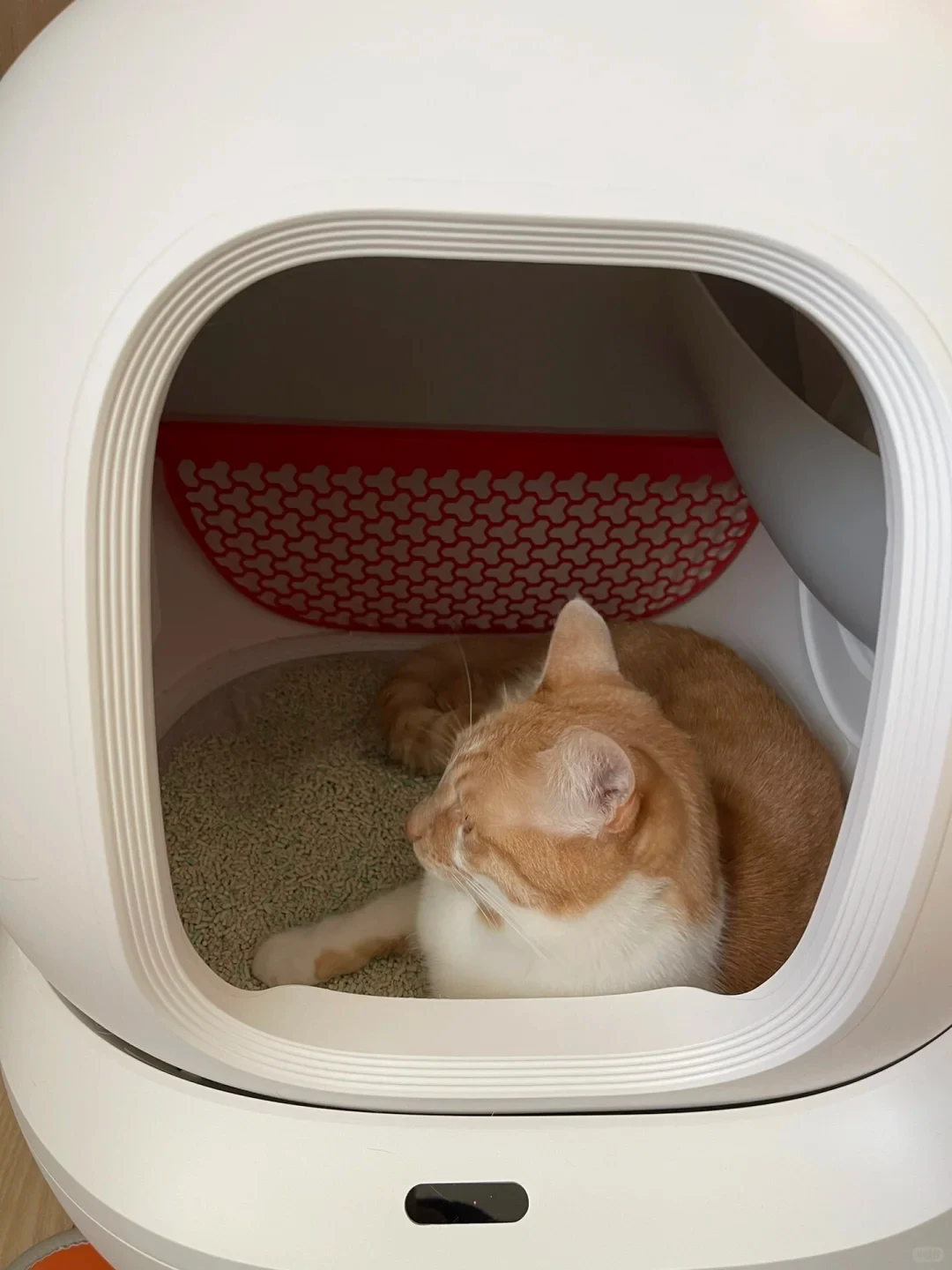 An orange and white cat curled up and resting inside a rounded white automatic cat litter box filled with litter.