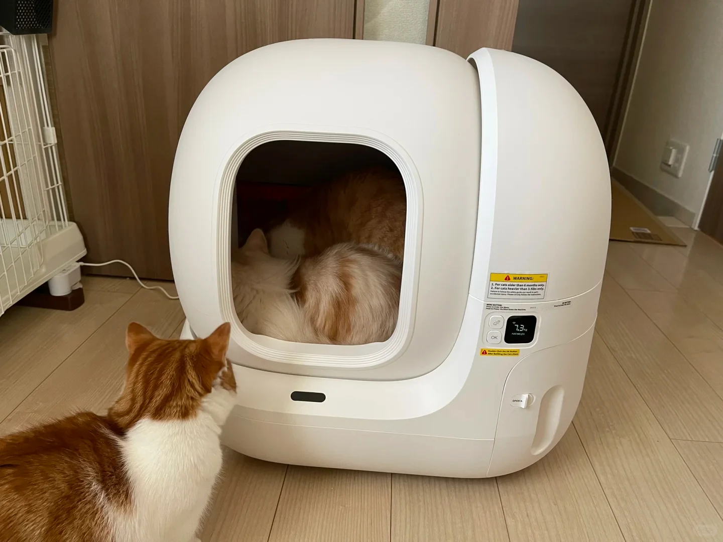 An automatic white domed cat litter box rests on a wooden floor, with one ginger and white cat curled up asleep inside the chamber while another ginger and white cat watches from outside in the foreground.