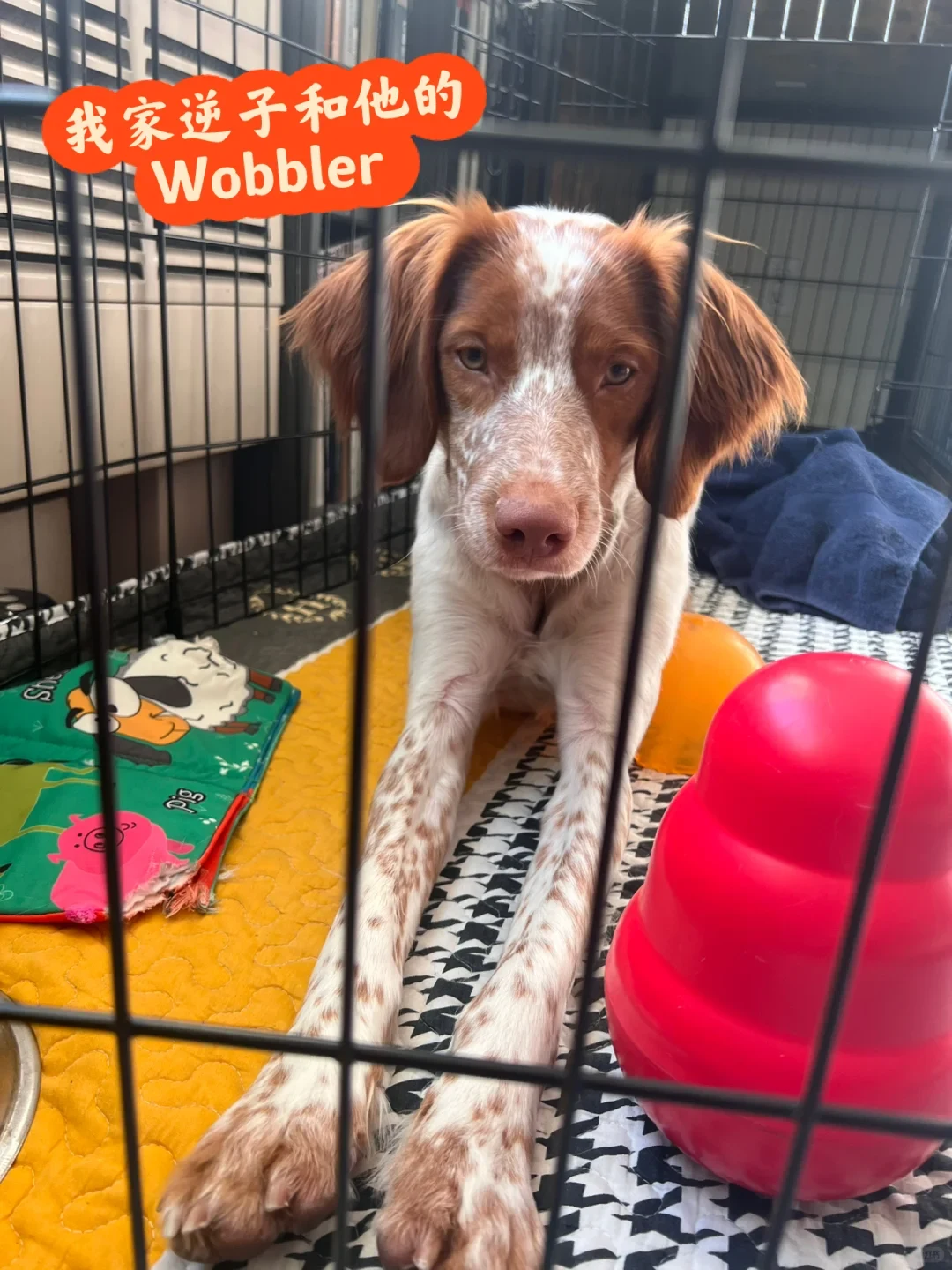 A brown-and-white Brittany spaniel dog lies inside a wire crate with front legs extended, next to a red Wobbler toy.